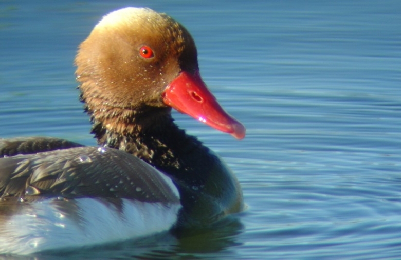 Bird Watching - Active Algarve Holiday